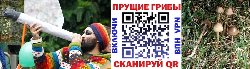 где найти   Каменск-Шахтинский  Галлюциногенные грибы GOLDEN TEACHER 